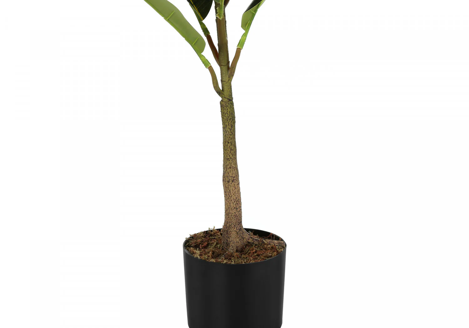 40" Rubber Tree With 5" Black Pot - Green - Image 4