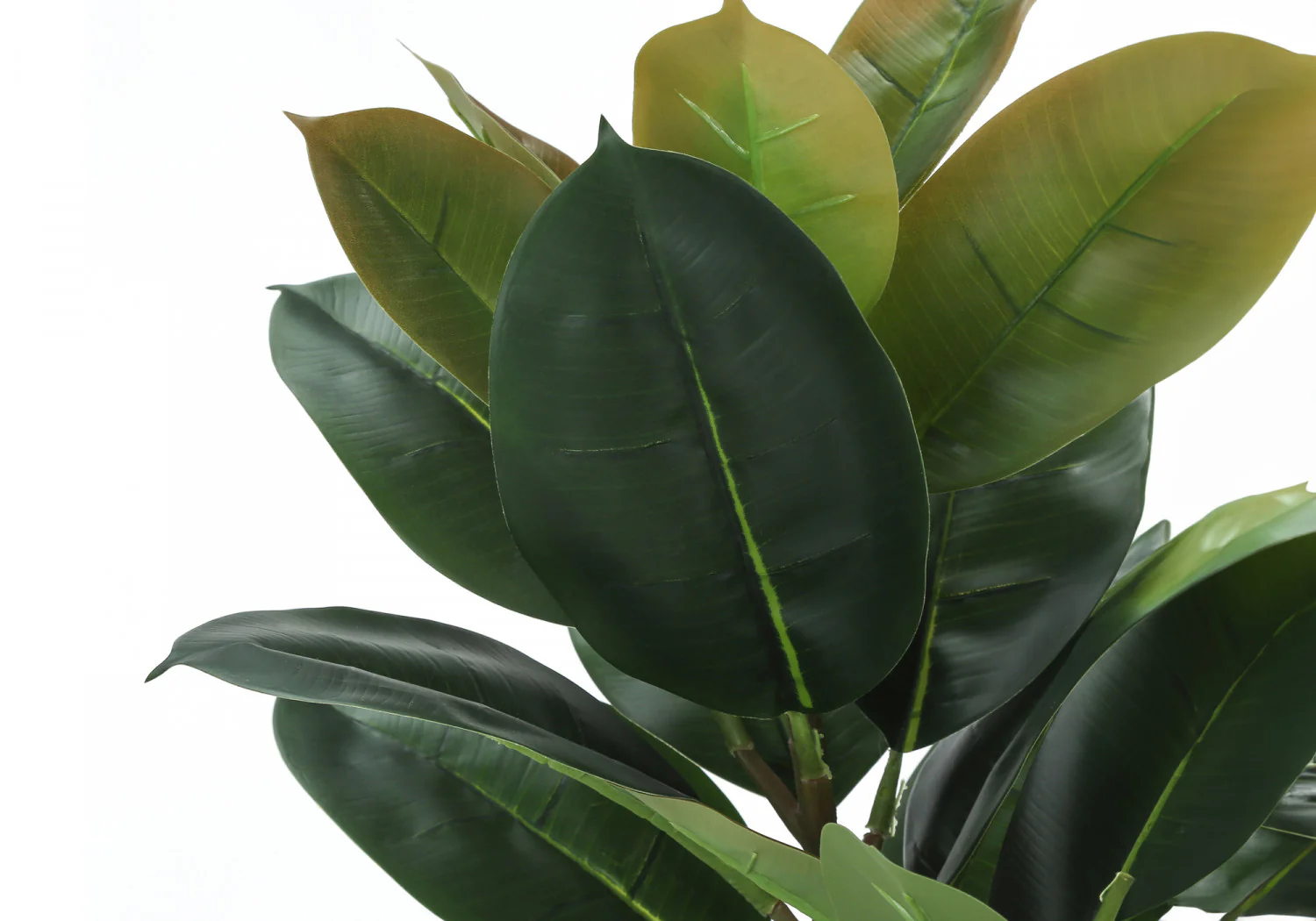 40" Rubber Tree With 5" Black Pot - Green - Image 5