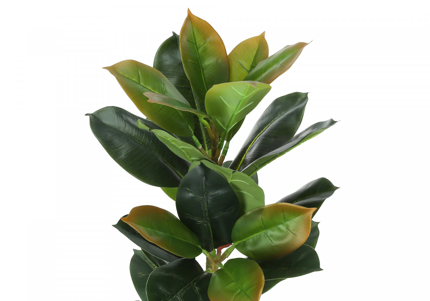40" Rubber Tree With 5" Black Pot - Green - Image 6