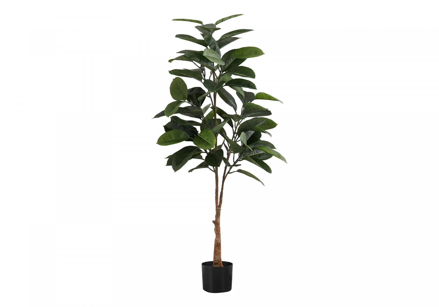 52" Rubber Tree With 5" Black Pot - Green