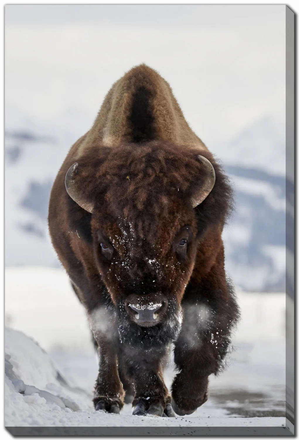 Charging Bison Wall Art - Brown - 38 X 60