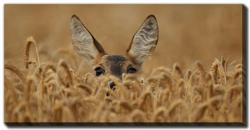 Curious Wonderer Wall Art - Brown - 10 X 20