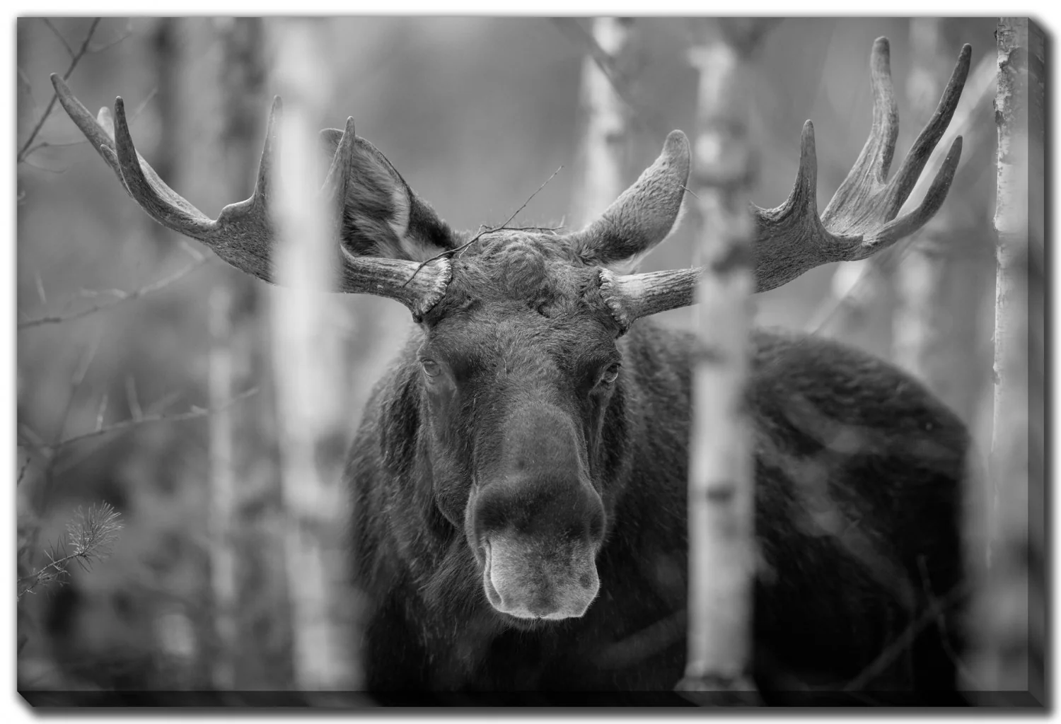 Forest Monarch Wall Art - Grey - 22 X 28