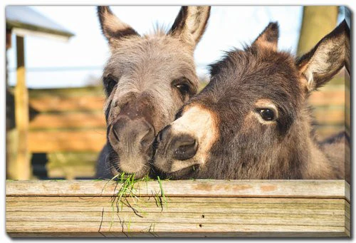 Fuzzy Friends Wall Art - Brown - 16 X 20