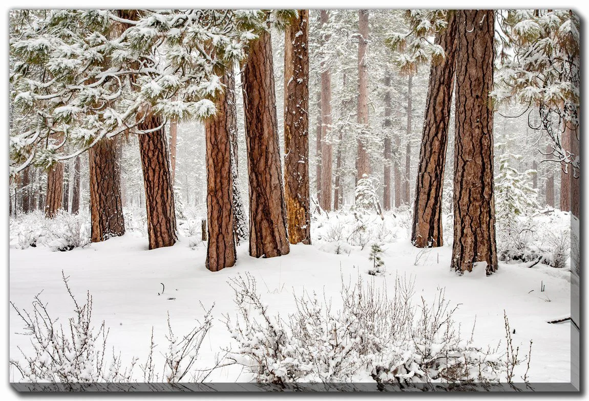 Stillness in Snow Wall Art - White - 22 X 28