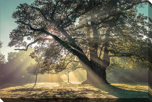 Through the Canopy Wall Art - Multi-Colour - 16 X 20